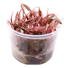 Cryptocoryne wendtii 'Fancy Pink' in vitro