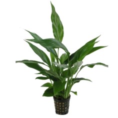 Spathiphyllum Wallisii