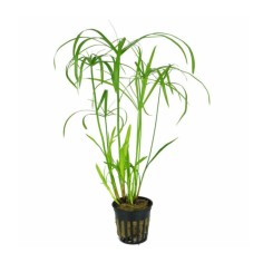 Cyperus Alternifolius