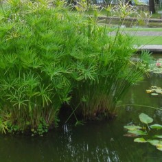 Cyperus Alternifolius 2
