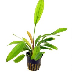 Echinodorus 'Red Diamond'