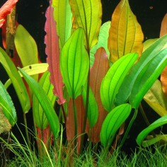 Echinodorus 'Red Diamond' 2