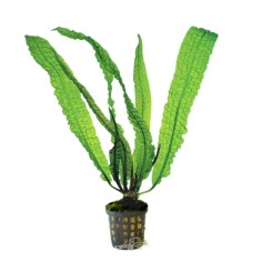 Aponogeton Boivianus