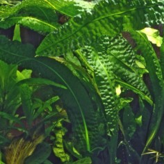 Aponogeton Boivianus 2