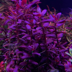 Bacopa Salzmannii 'Purple' 2