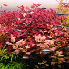 Ludwigia Repens 2