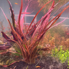 Cryptocoryne Spiralis 'Red' 2