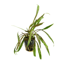 Cryptocoryne Spiralis 'Red'