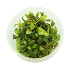 Troplant Linea Vitro Alternanthera "Ocipus" Ø 60 2