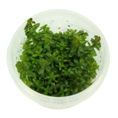 Troplant Linea Vitro Ammania Sp Bonsai Ø 60 2