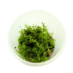 Troplant Linea Vitro Didiplis Diandra Ø 60 2