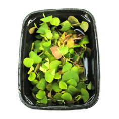 Phyllanthus Fluitans