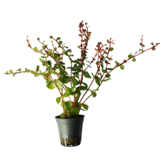 Rotala Rotundifolia Blood Red
