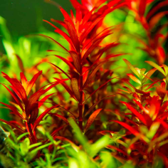 Rotala Rotundifolia Blood Red 2