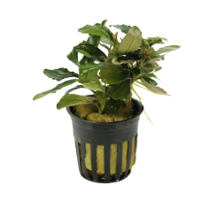 Bucephalandra 'Malawi Pink'