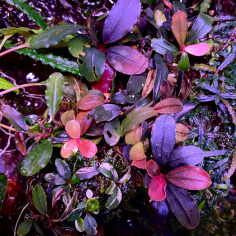Bucephalandra 'Malawi Pink' 2