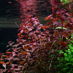 Ludwigia palustris 'Red' 2