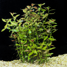 Ludwigia palustris 'Green' 2