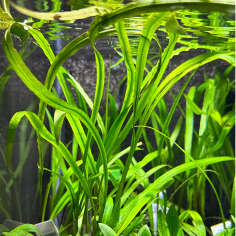 Cryptocoryne Spiralis 2