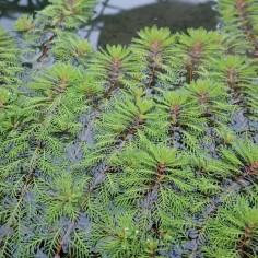 Myriophyllum Matogrossense 2