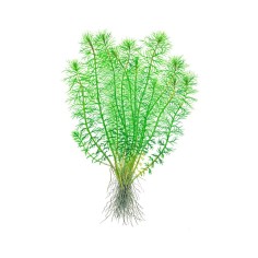 Myriophyllum 'Guyana'