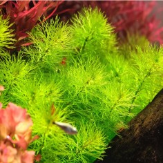 Myriophyllum 'Guyana' 2