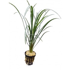 Ophiopogon Japonicus