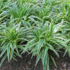 Ophiopogon japonicus Variegata
