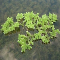 Azolla Caroliniana