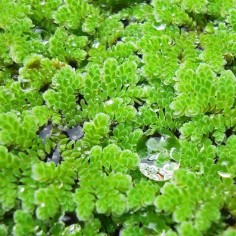 Azolla Caroliniana 2