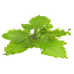 Ceratopteris pteridoides