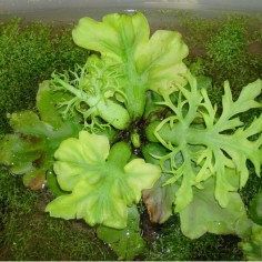 Ceratopteris pteridoides 2