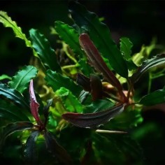 Bucephalandra Biblis in Vitro 2