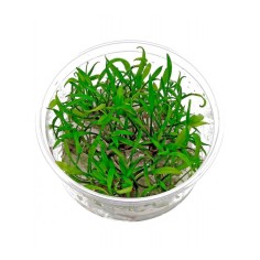 Cryptocoryne Parva in vitro