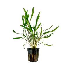 Cryptocoryne 'Pink Panther'