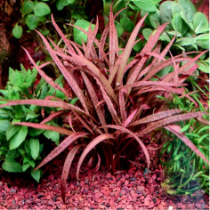 Cryptocoryne 'Pink Panther' 2