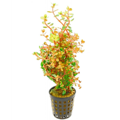 Rotala rotundifolia 'Orange Juice'