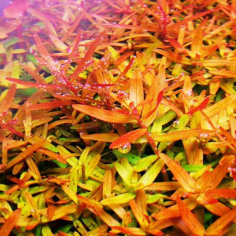 Rotala rotundifolia 'Orange Juice' 2