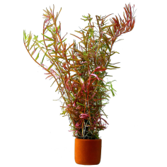 Rotala 'Vietnam H'ra'