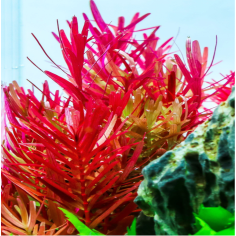 Rotala 'Vietnam H'ra' 2