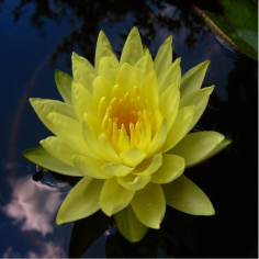 Nymphaea Joey Tomocik Giallo Intenso