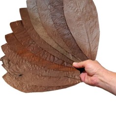 AquariumLine Cacao Blatter 10pz - foglie di cacao per acqua dolce