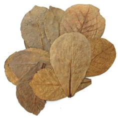 Whimar Catappa Leaves 20pz - foglie di mandolo indiano - S 2