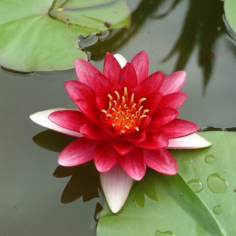 Nymphaea 'Conqueror' (Rosso)
