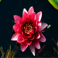 Nymphaea 'Conqueror' (Rosso) 2