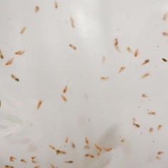 Cibo Vivo Marine Copepods 90ml - copepodi vivi per marino 2