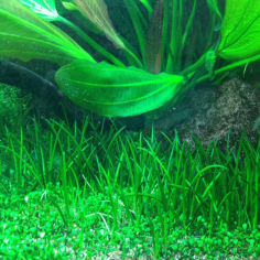 Littorella Uniflora in Vitro 2