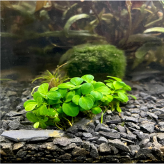 Anubias nana 'Mini' 2