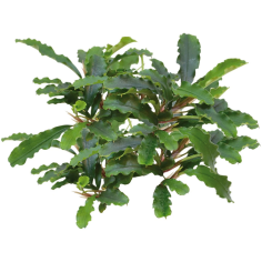 Bucephalandra Green Velvet in Vitro