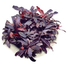 Bucephalandra brownie 'Ghost Ulu Kapus'